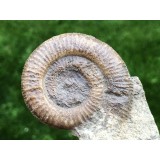 Dactylioceras sp.